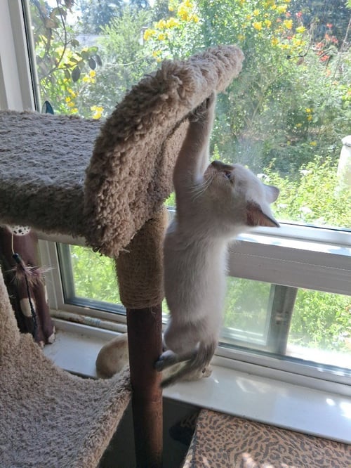 JUSTICE - Siamese available for adoption
