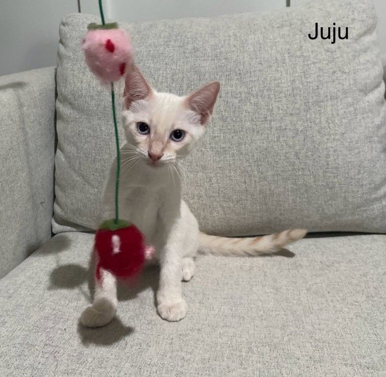Juju Image