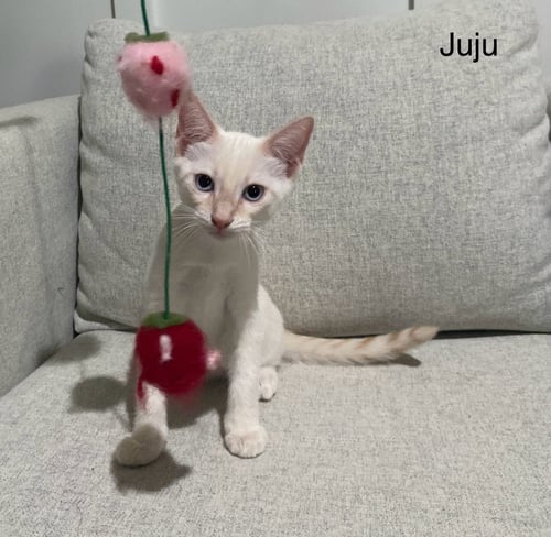 JUJU - Domestic Short Hair / Siamese available for adoption