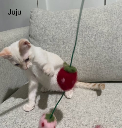 JUJU - Domestic Short Hair / Siamese available for adoption