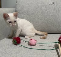 Juju - Photo 3