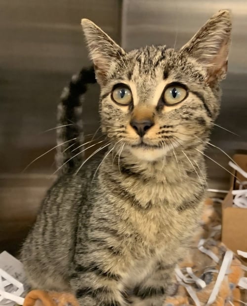 MISTER - Domestic Short Hair available for adoption
