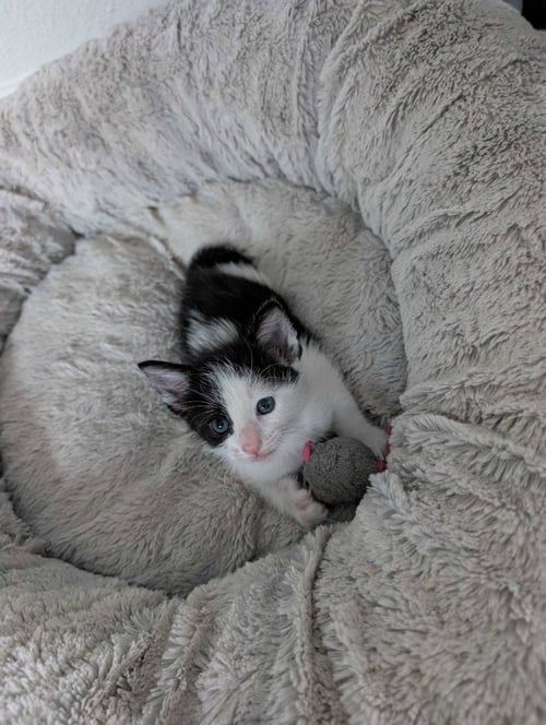 GRANDPA - Domestic Short Hair available for adoption