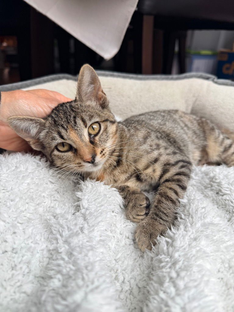 GEMMA - Domestic Short Hair available for adoption