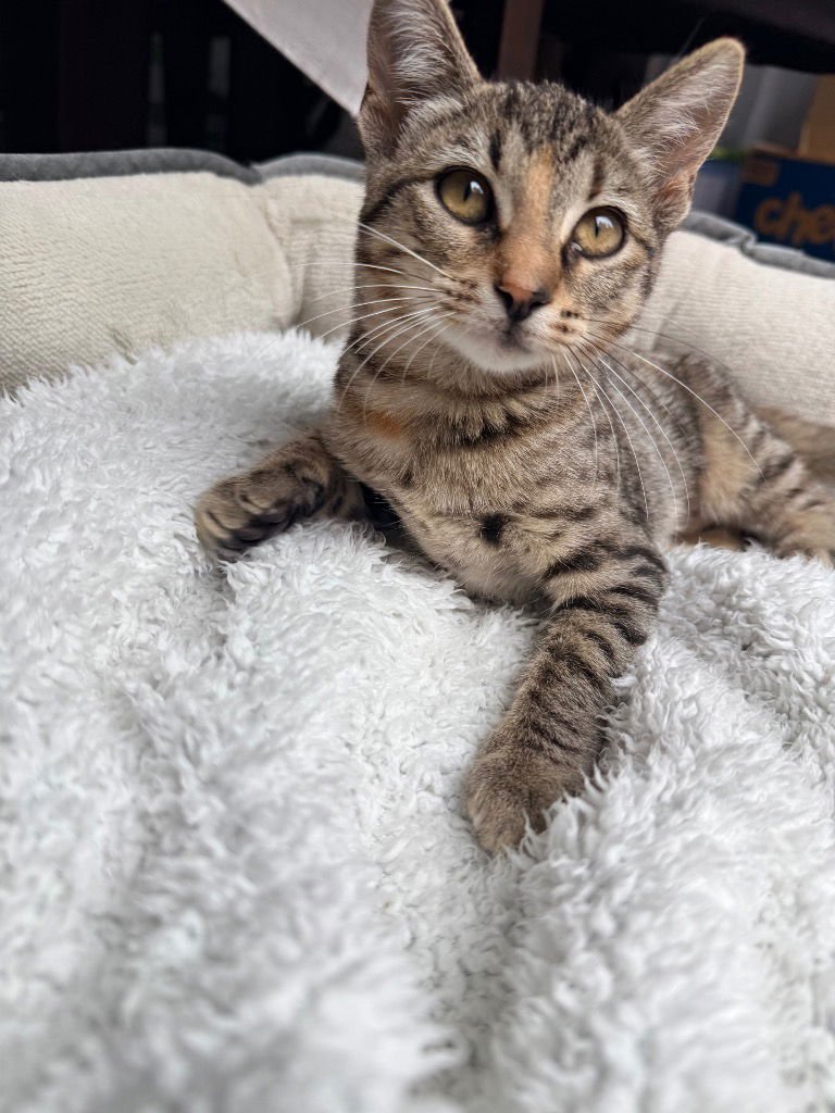 GEMMA - Domestic Short Hair available for adoption