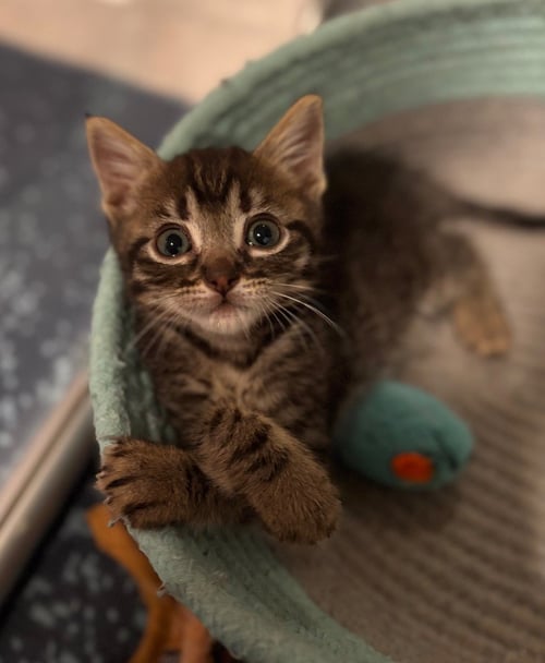 BONES - Tabby available for adoption