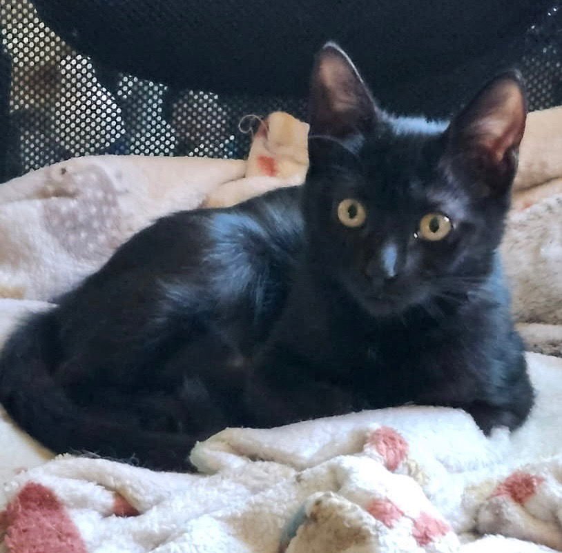 STORM - Tabby available for adoption