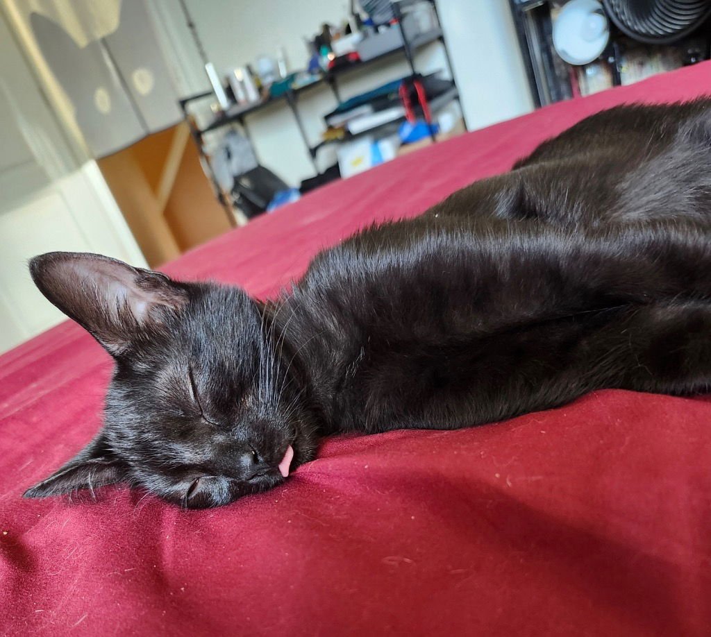 STORM - Tabby available for adoption