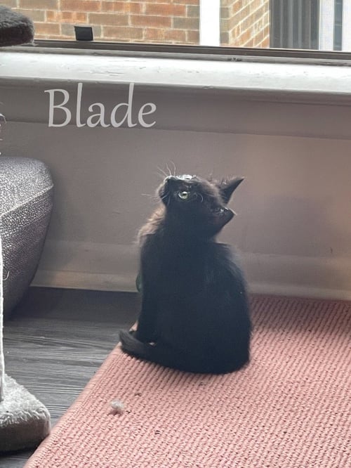 MADDIE - Domestic Short Hair available for adoption