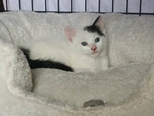 DOT - Domestic Short Hair available for adoption