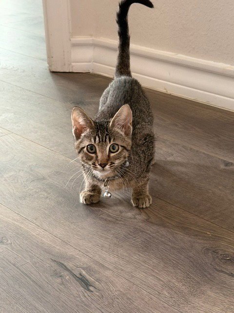 REDLINE - Domestic Short Hair available for adoption
