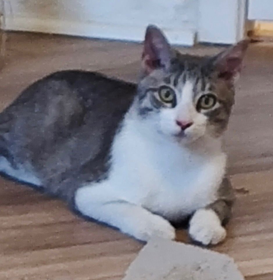 ROCKY RACOON - Tabby available for adoption