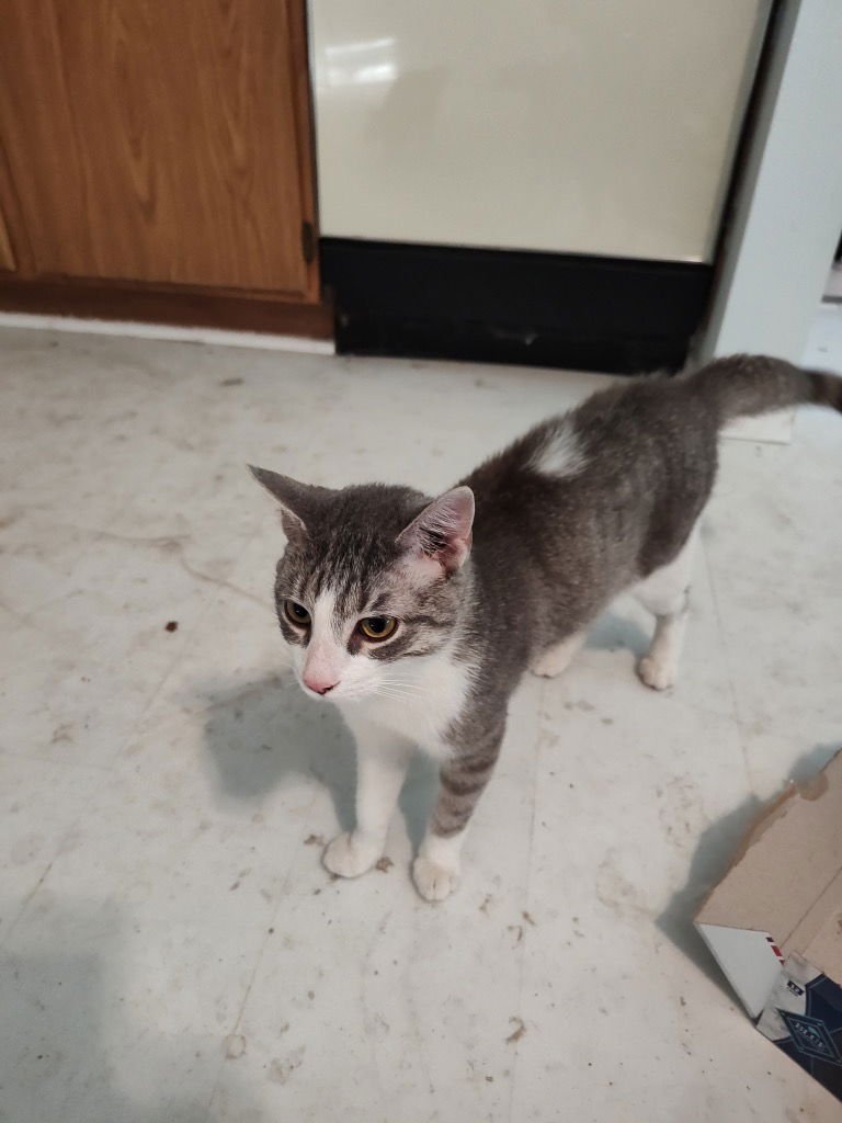 ROCKY RACOON - Tabby available for adoption