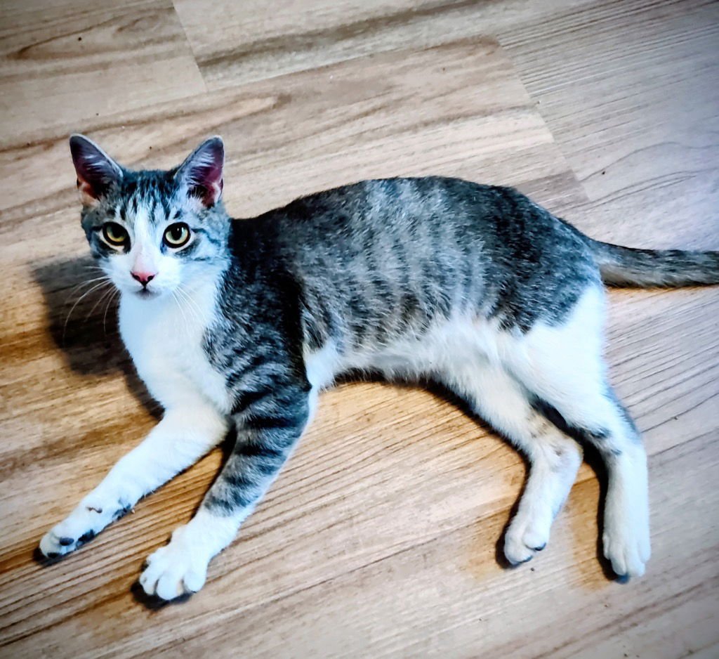 Rocky Racoon - Photo 3