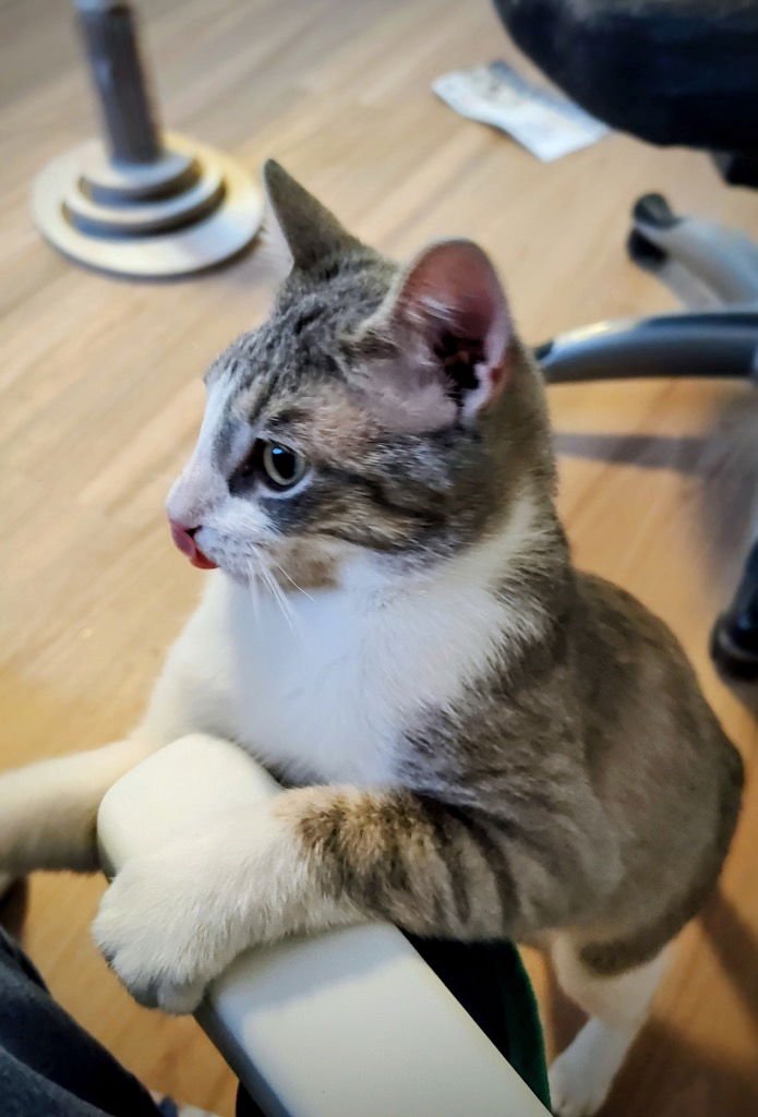 Rocky Racoon - Photo 4