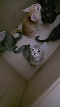 Pepper - Photo 2