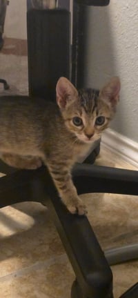 Pepper - Photo 4