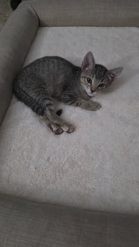 Pepper - Photo 3