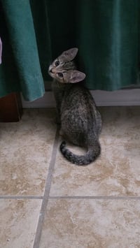 Pepper - Photo 1