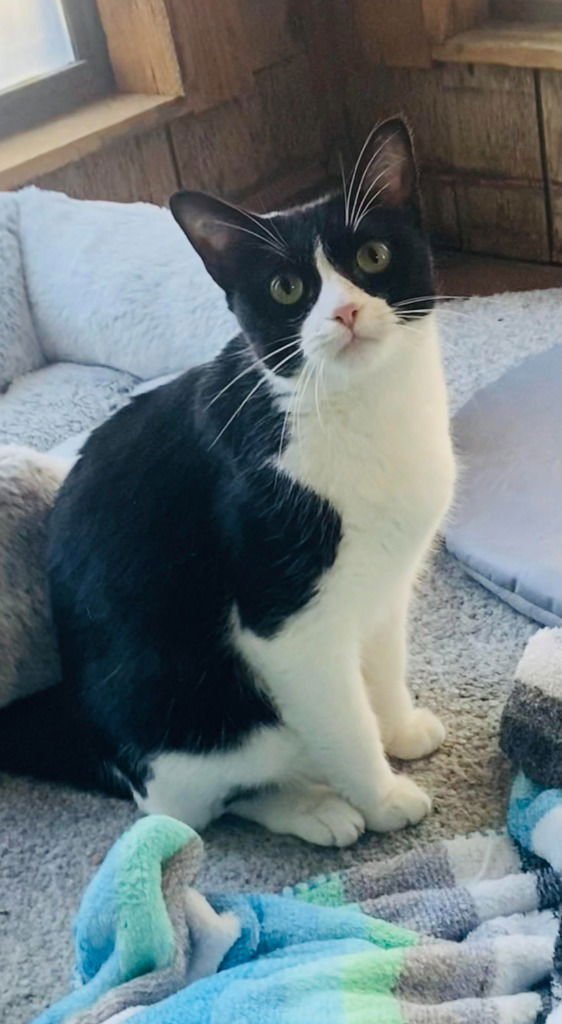 LOLA - Domestic Short Hair / Snowshoe available for adoption