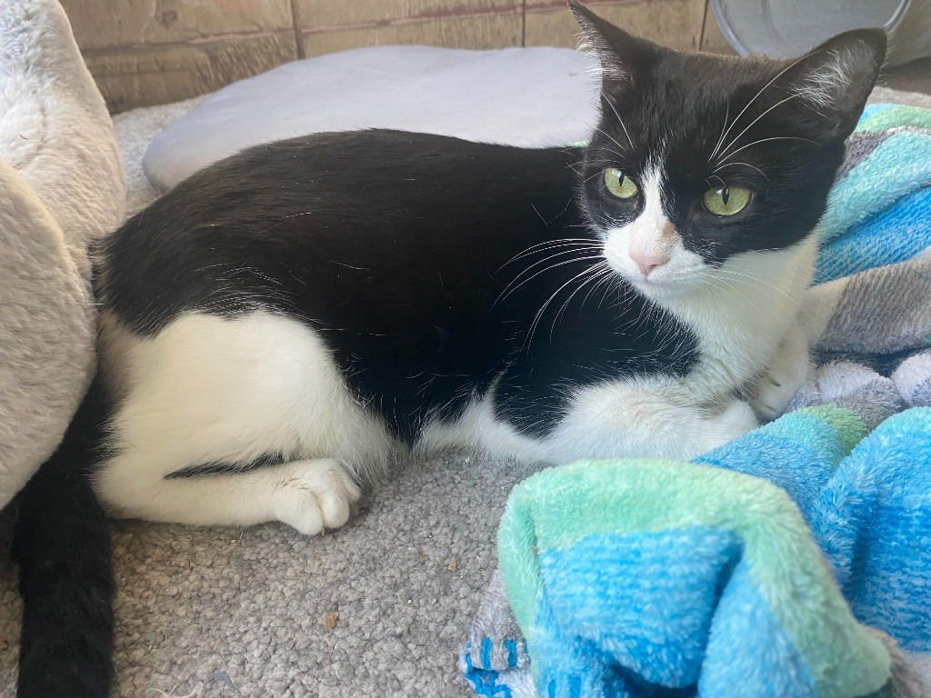 LOLA - Domestic Short Hair / Snowshoe available for adoption