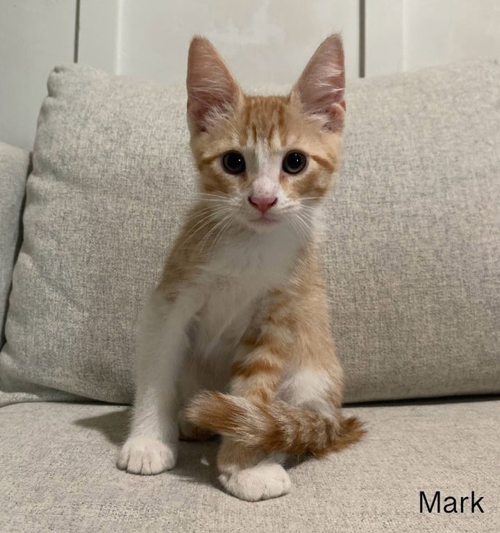 Mark Image