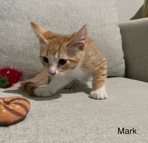 MARK - Domestic Short Hair available for adoption