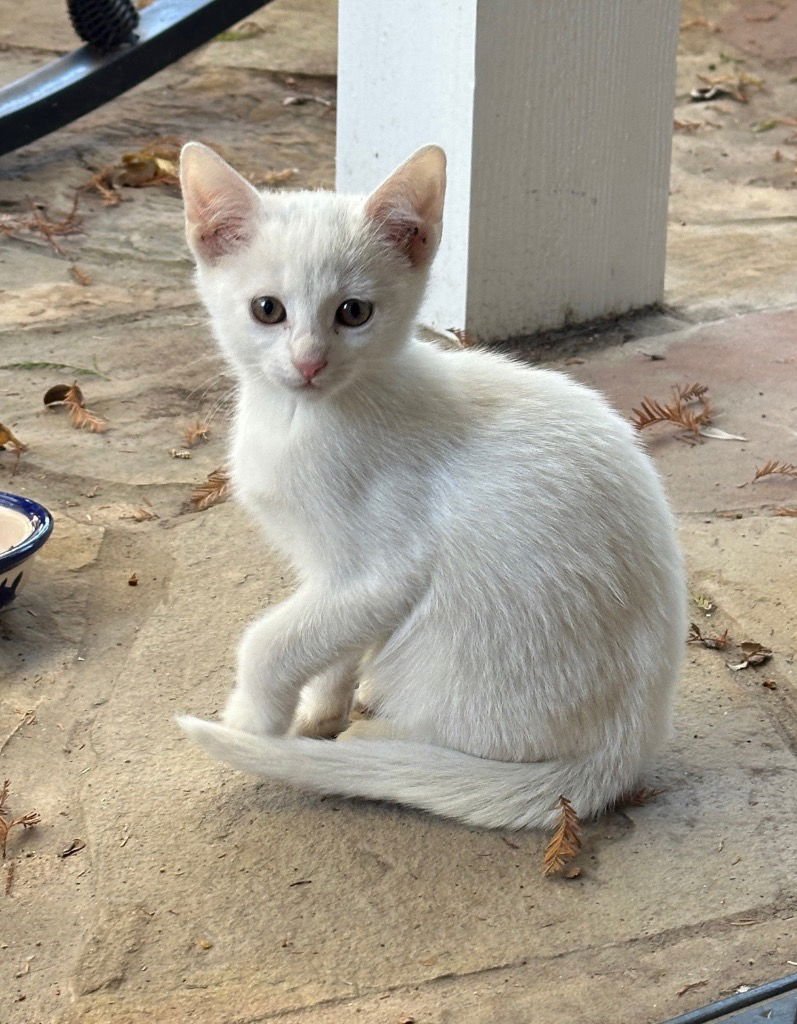 TINKY DINKY DAFFY - Domestic Short Hair available for adoption