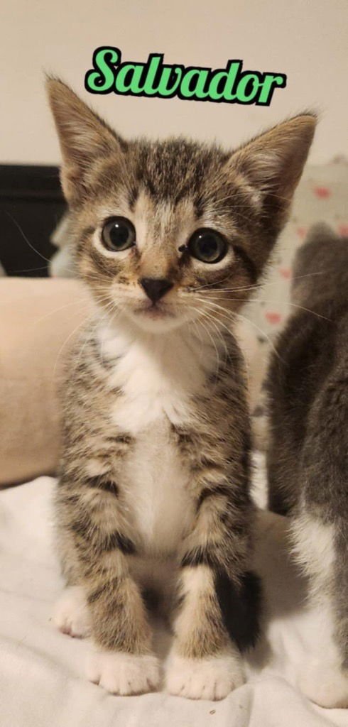 SALVADORE - Tabby available for adoption