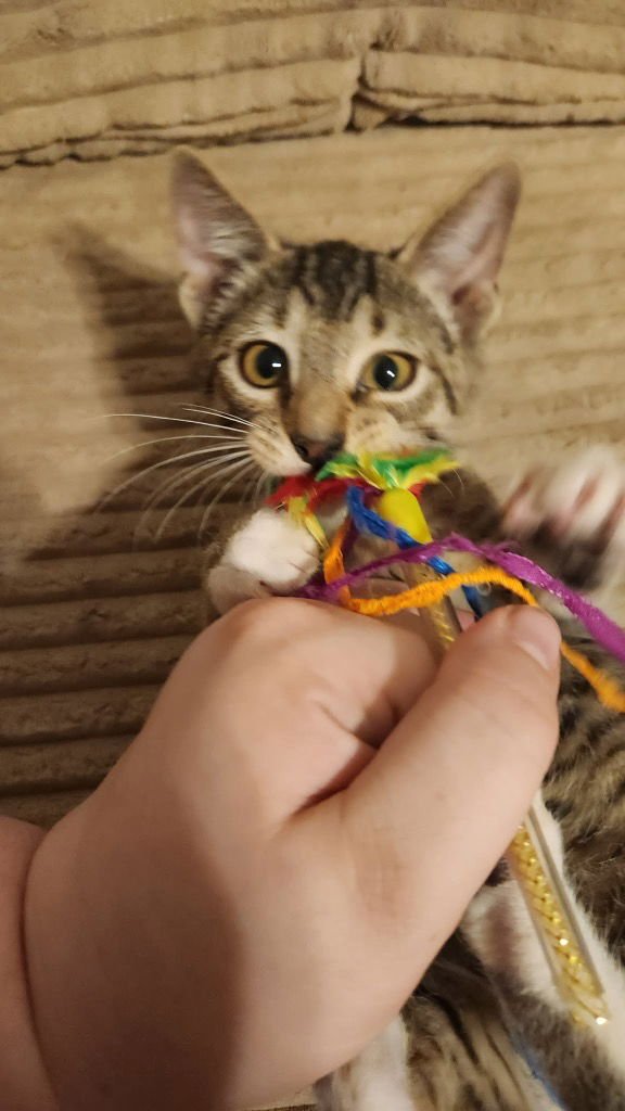 SALVADORE - Tabby available for adoption