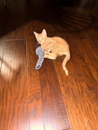 Rolo - Photo 2