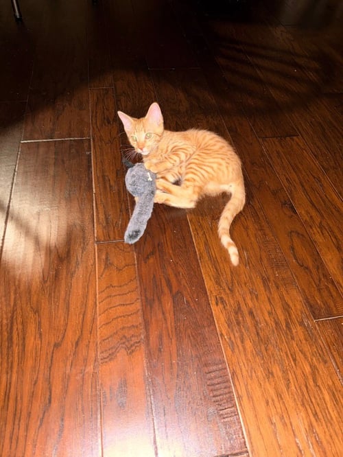 ROLO - Tabby available for adoption