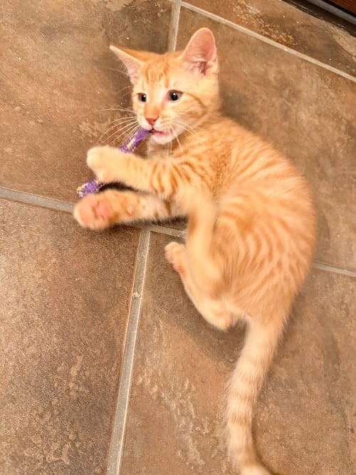 ROLO - Tabby available for adoption