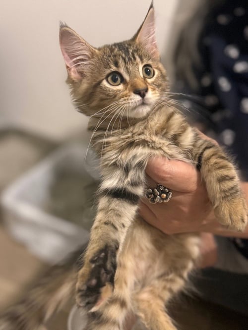 BLOSSOM - Tabby available for adoption