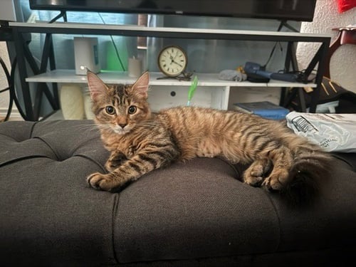 BLOSSOM - Tabby available for adoption