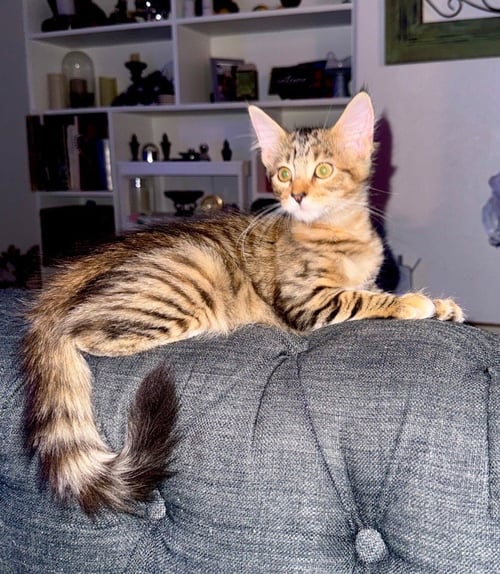 BLOSSOM - Tabby available for adoption