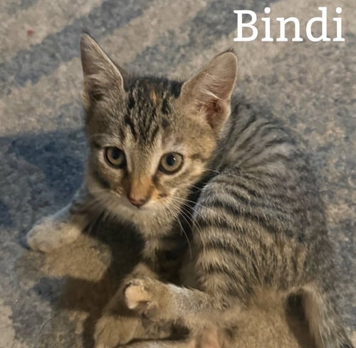 BINDI - Tabby available for adoption