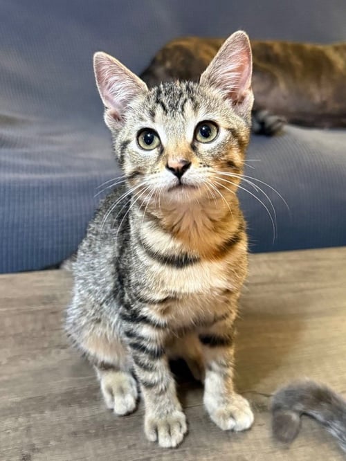 BINDI - Tabby available for adoption