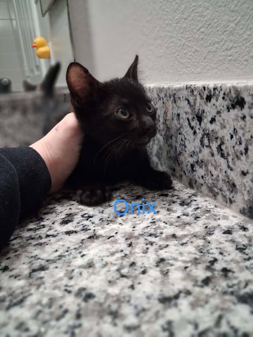 ONYX - Bombay / Domestic Short Hair available for adoption