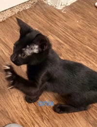 Onyx - Photo 2
