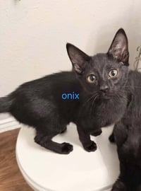 Onyx - Photo 3