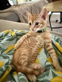Kix - Photo 1
