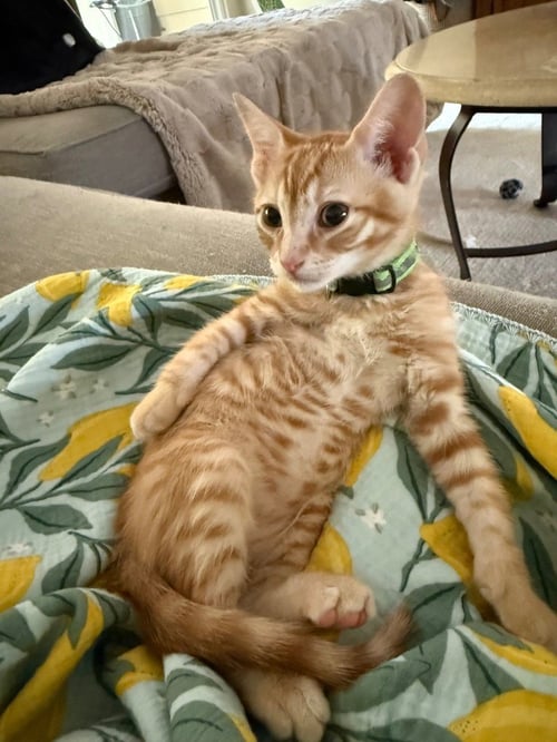 KIX - Tabby available for adoption