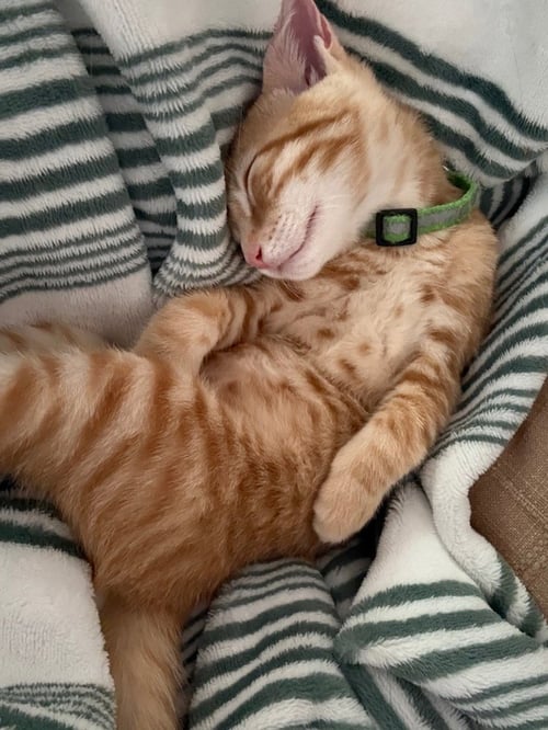 KIX - Tabby available for adoption