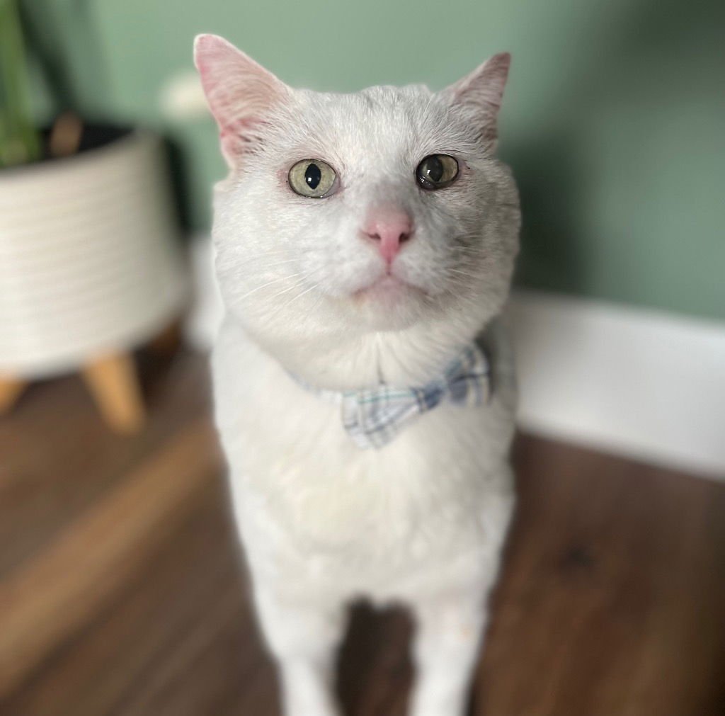 THEODORE - Domestic Short Hair available for adoption