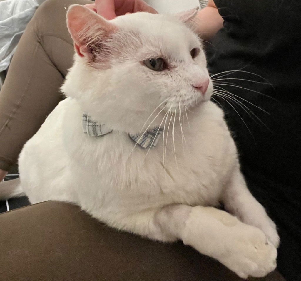 THEODORE - Domestic Short Hair available for adoption