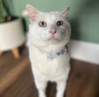 Theodore - Photo 1