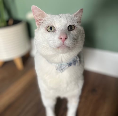 THEODORE - Domestic Short Hair available for adoption