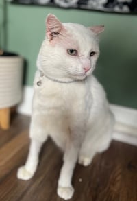 Theodore - Photo 3