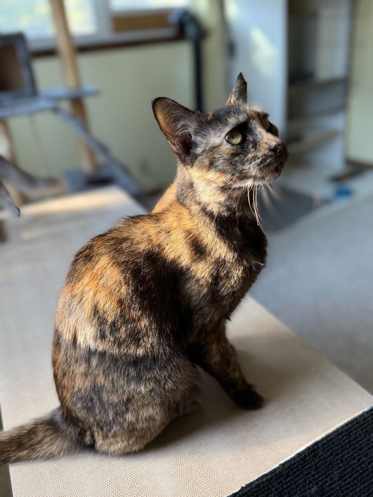 FRANKIE - Domestic Short Hair available for adoption